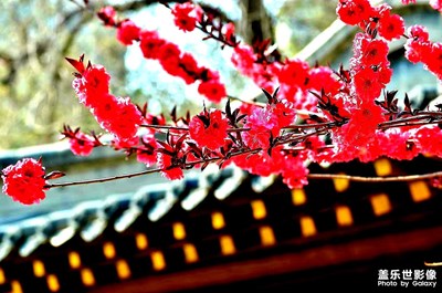 第二波風(fēng)景照(使用三星GalaxyS21ultra拍攝)