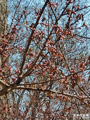 【新春星色彩】+北方春色