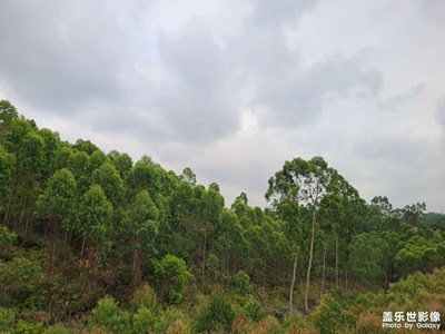 【新春星色彩】+ 綠色山