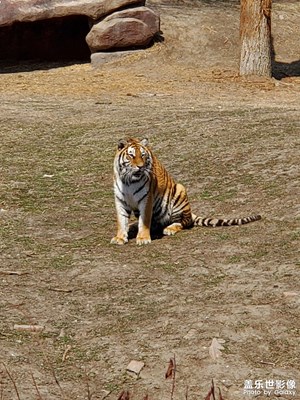 【新春星色彩】+動(dòng)物園一日游