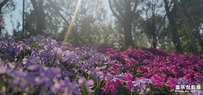 【新春星色彩】＋ 拍啥啥不會(huì)，就愛拍花花