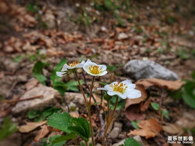 下鄉(xiāng)所見(jiàn)
