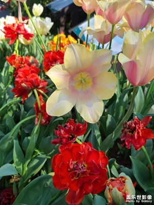 【新春星色彩】踏春游