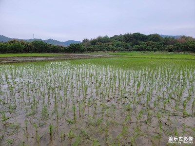 【新春星色彩】農(nóng)莊的綠色
