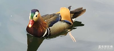 西湖美景三月天