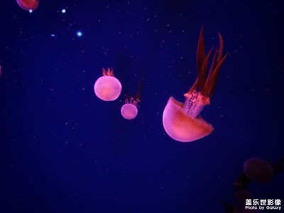 水母！水母！