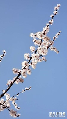 【角度與視覺】杏花頌