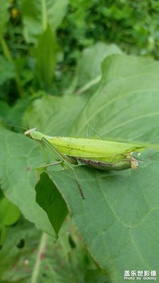 【角度與視覺】+綠螳螂