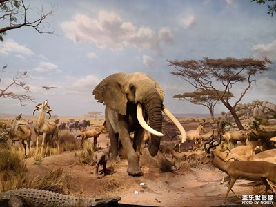 動(dòng)物在哪里