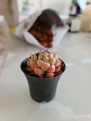 小小多肉，漂漂亮亮