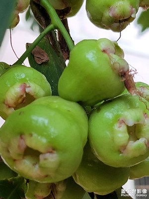 蓮霧小時(shí)候