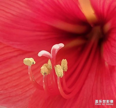 【新春星色彩】+花芯