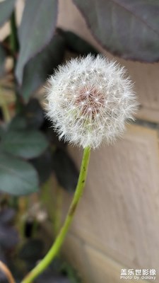 來朵蒲公英