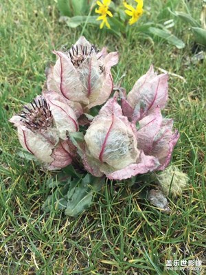 春天的花芯芯