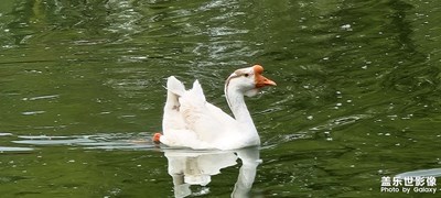 試試變焦能力還是可以的