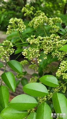 三月三，三月四出發(fā)。呵呵呵呵