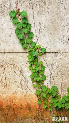 【小春景】之生機(jī)