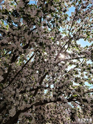 花開(kāi)津門(mén)