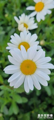 【新春星色彩】+小雛菊