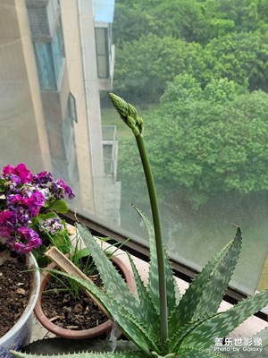 一枝獨(dú)秀！