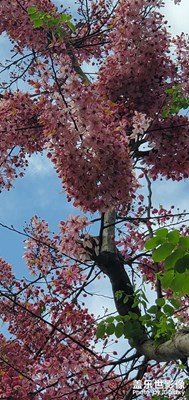 【光影記】+隨手拍花