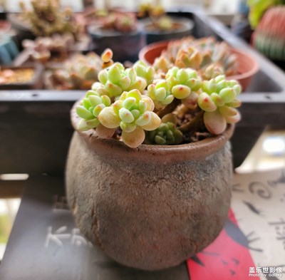 生活，有點(diǎn)樂趣為好