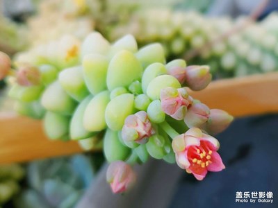 養(yǎng)了多年的肉，花開了??