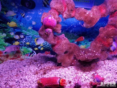 領略一下當年s8拍的海洋館，看看是不是還沒有過時呢