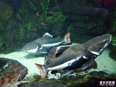 老手機(jī)的回憶海洋館繼續(xù)走起