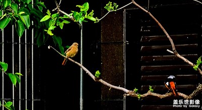 一對(duì)快樂的小精靈