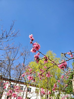 桃紅柳綠
