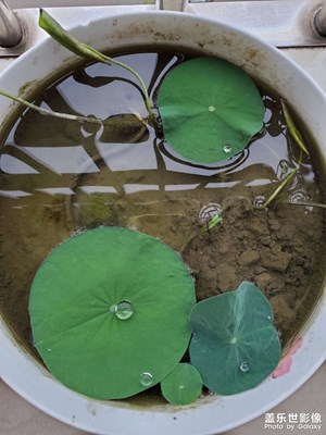 【光影記】碗蓮生長(zhǎng)