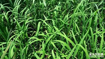 下渚湖濕地公園