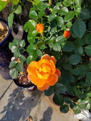 美麗的花
