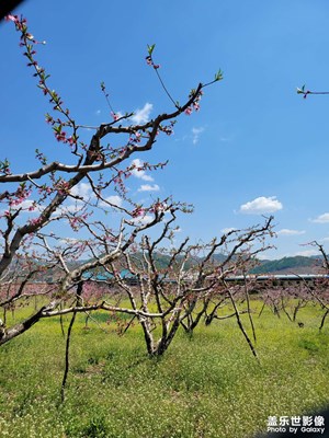 桃花盛開(kāi)的地方