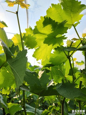 生長(zhǎng)的希望