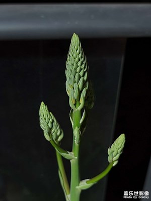 蘆薈開(kāi)花，補(bǔ)發(fā)幾張照片