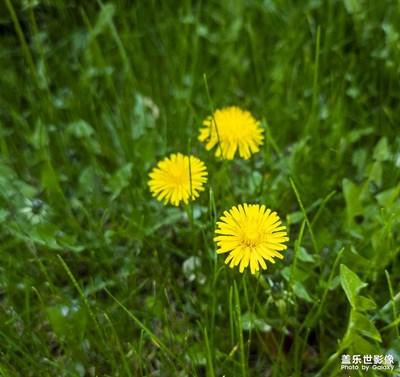 手機(jī)隨手拍