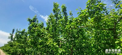 景泰梨園          藍(lán)天  白云