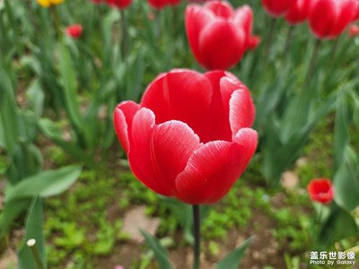 【我的色彩】+艷麗的花朵