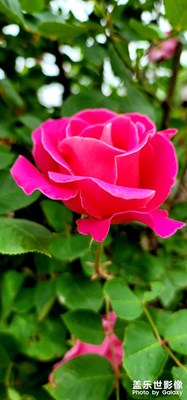 note20U學(xué)拍花