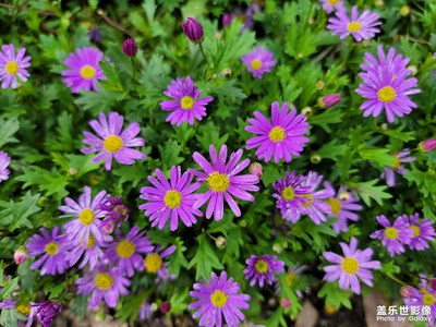 【我的色彩】+五顏六色的花花