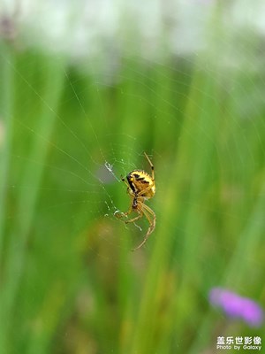 【我的色彩】+三星S21ultra的微距表現(xiàn)