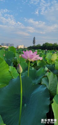 夏雨荷