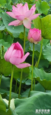 夏雨荷