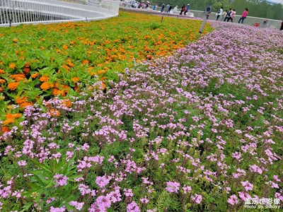 開花博會(huì)嘍