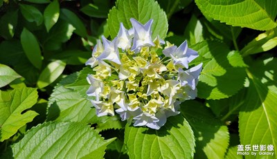 【發(fā)現(xiàn)之美】漂亮的繡球花