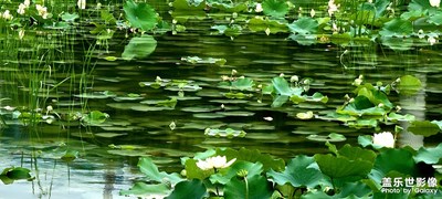 層層疊疊的荷葉…