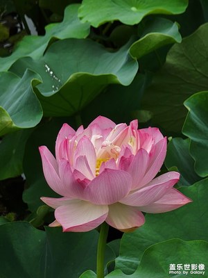 【念念不忘】+賞荷