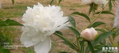 國色芳華